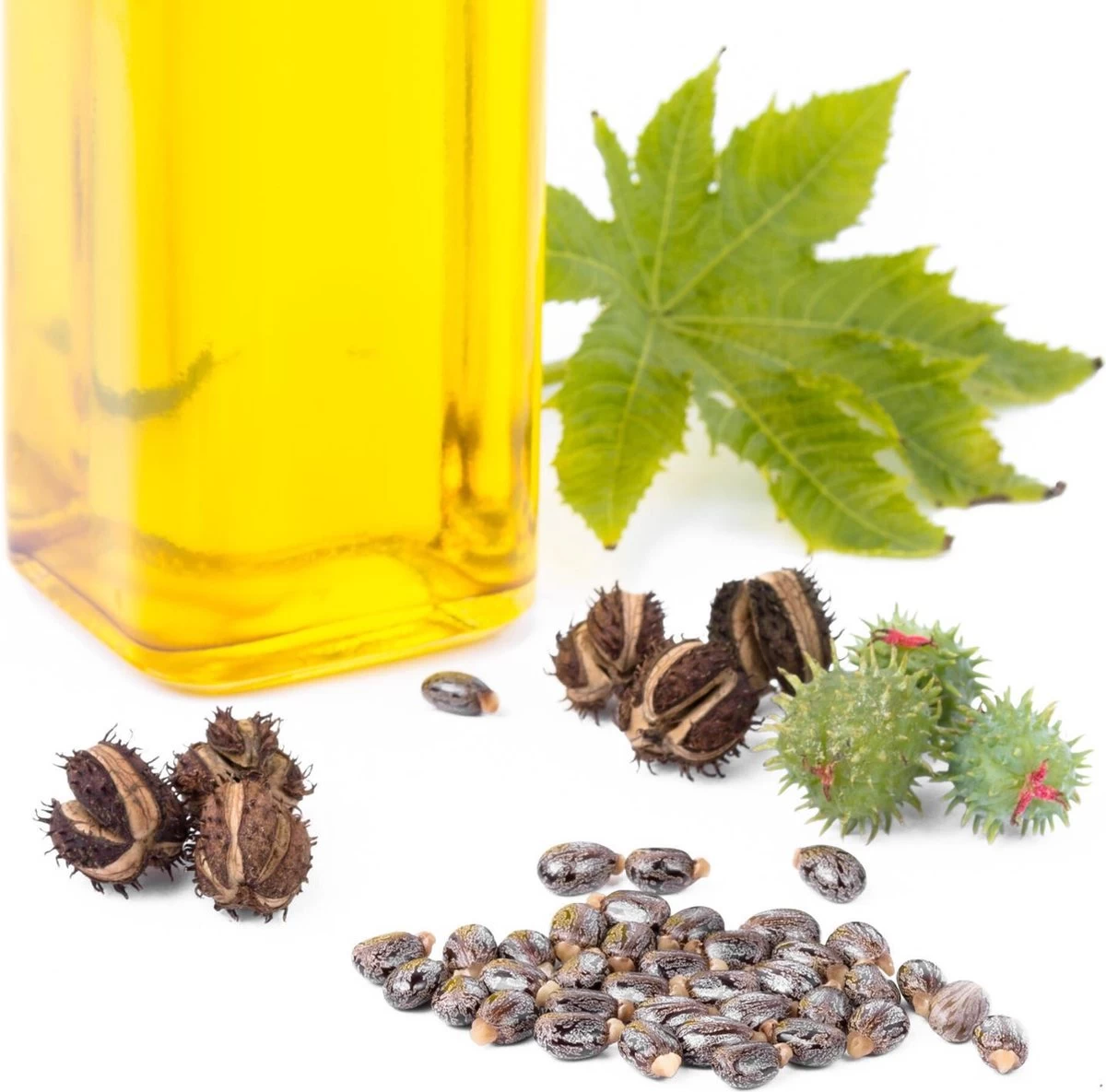 Lanthome Wimperserum - Met Castor Olie 4 Lanthome Wimperserum - Met Castor Olie - Afbeelding 2